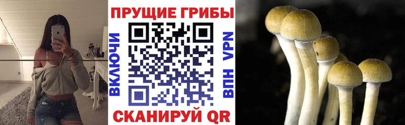 Галлюциногенные грибы Psilocybine cubensis  Десногорск 