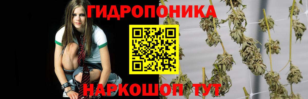 Канабис Amnesia  Шишки марихуана планчик  Десногорск  Каннабис марихуана  Вход с VPN 